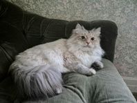 Sibirisk katt (Neva Masquerade)