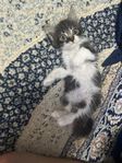 kattunge 