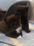 kattungar 