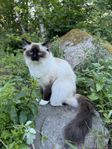 Ragdoll med stamtavla 
