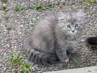 Sirbiriska Kattungar