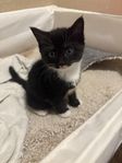kattunge 