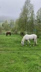 stallplats/ boxplats
