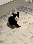 mysig liten kattflicka söker nytt hem