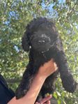 Multigen labradoodle  