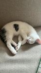 kattunge