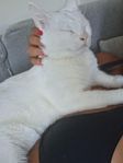 kattvakt