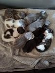 Kattungar 