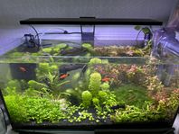 Akvarium 