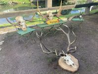 Horn Älg Kronhjort Dovhjort Rådjur 