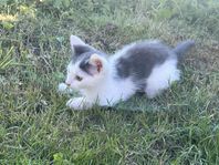 2st kattungar kvar som söker nytt hem