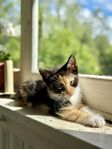 Kattungen Maja ( norsk skogskatt )