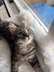 kattunge. 