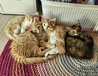 Norsk/Sibiriska kattungar 