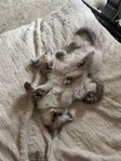 kattungar Maine Coon /Ragdoll 