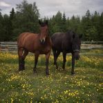 Stallplats