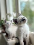 Kattungar ( ragdol, birma, huskatt ) 