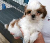 Shih tzu - maltes blandras