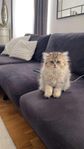 brittisk kattunge 