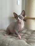 Sphynx kattungar med SVERAK-stamtavla