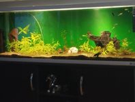 STORT AKVARIUM 375 L  150CM X50 CM X50 CM