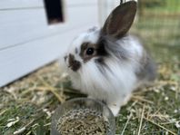 omplacering kaniner 