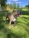 Omplacering American Bully