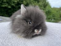 Dvärgteddy/kaninunge