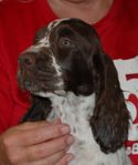 Engelsk Springer Spaniel valpar
