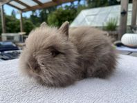Dvärgteddy/kaninunge