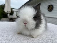 Dvärgteddy/kaninunge