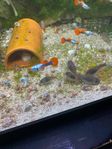 Corydoras venezuela orange pansarmalar