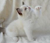 Ragdoll kattunge
