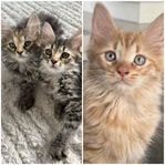 kattungar 