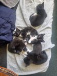 Kattungar: Sibirisk/Blue russian/bondkatt blandning