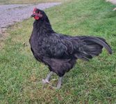 Tupp Australorp 