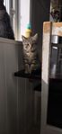 Kattunge