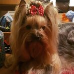 Yorkshireterriervalpar