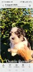 Shih tzu blandning 