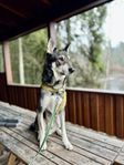 Jämte/laika blandning