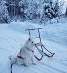 Världens finaste 6-åriga samojedtik söker nytt hem! 
