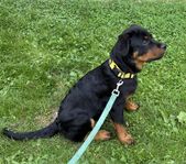 Rottweiler valp SKK 