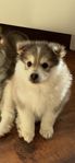 Finsk lapphund tik