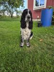 Springer spaniel