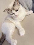 Ragdoll hona söker nytt hem 