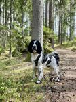 Springer Spaniel omplacering - nytt hem till Ben? 