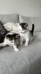 Kattungar 