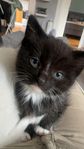 leveransklar kattunge 25%ragdoll 25%mainecoon