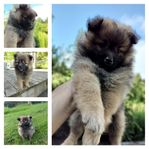 Tyskspets /kleinspitz