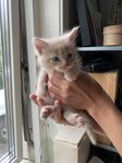 Kattungar 50% Maine Coon